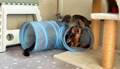 トンネル越しに遊ぶ2匹の猫