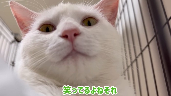 下から見た猫の顔