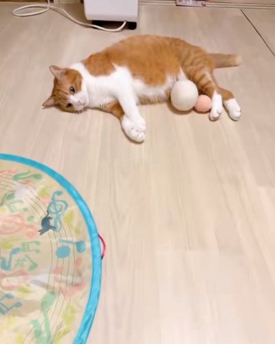 反応しない猫