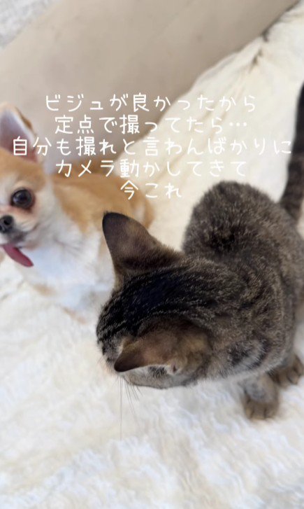座っている猫と犬