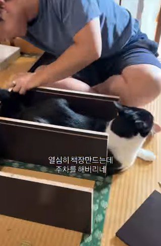 車庫のように本棚を使う猫