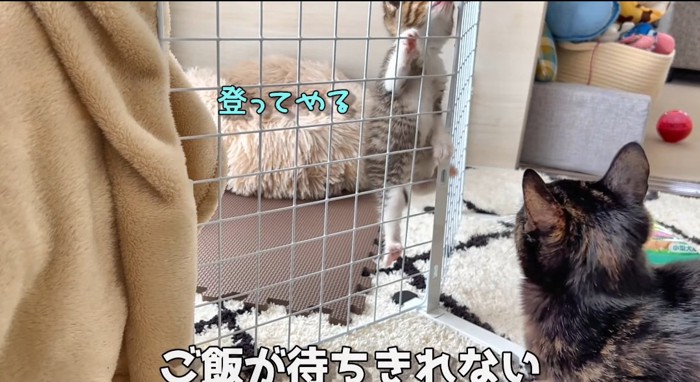 よじ登る猫