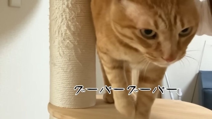 茶トラ猫4