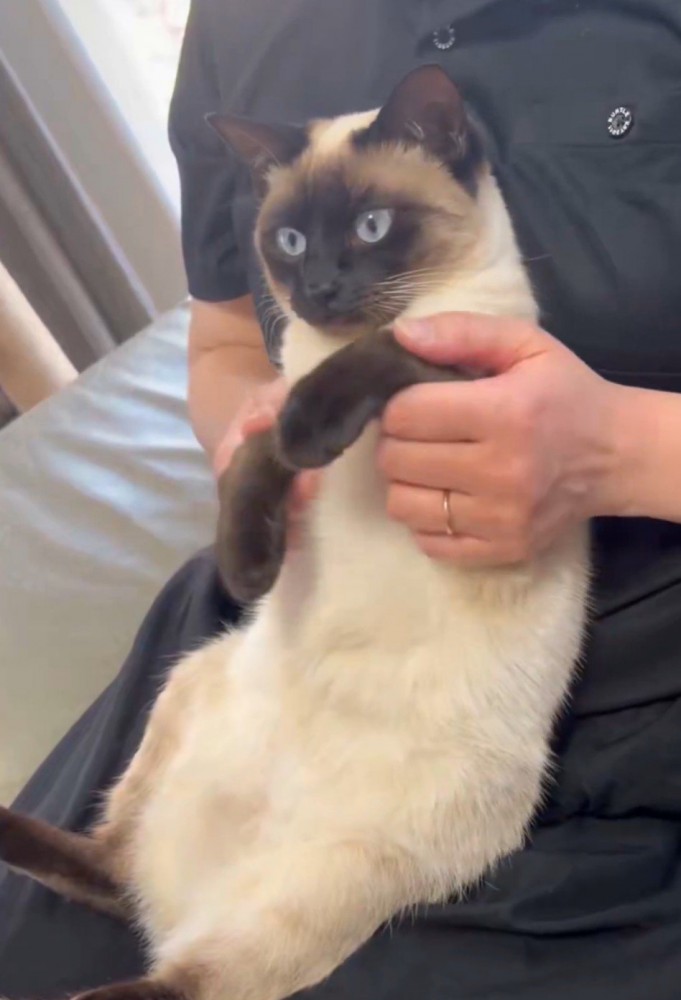膝の上にいる猫（左手をあげている）