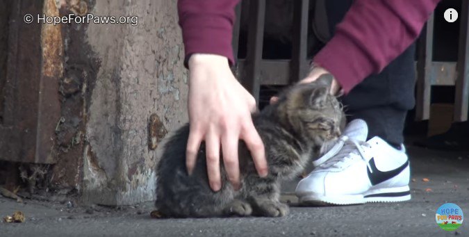 子猫を素手でつかまえる