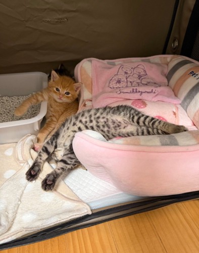 寝相がすごい猫