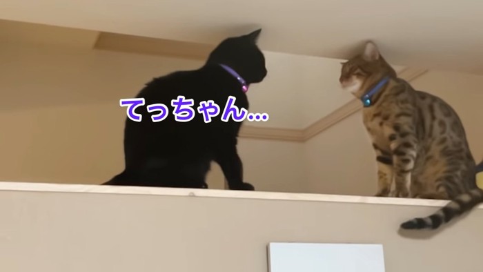 向かい合って座る2匹の猫