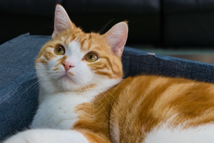 ダンボールの箱で遊ぶ茶白ねこ