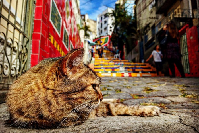 ブラジルの猫