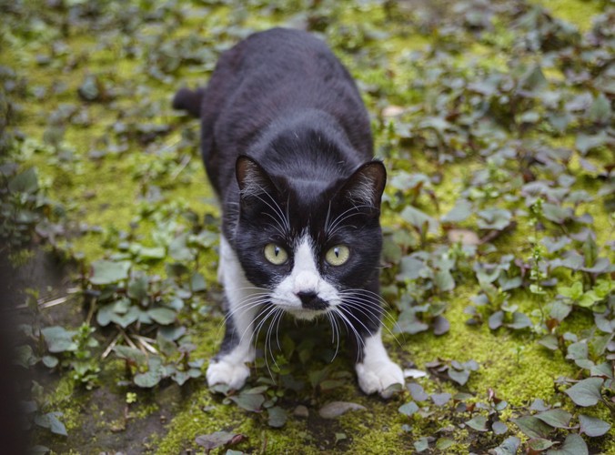 こちらを見上げる猫