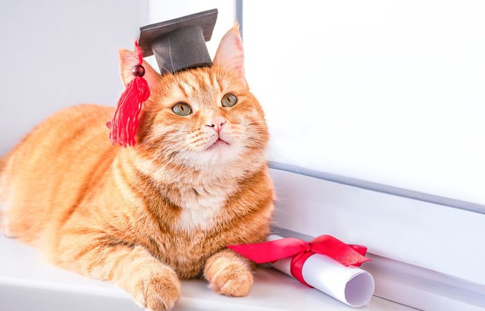 卒業セレモニーの猫