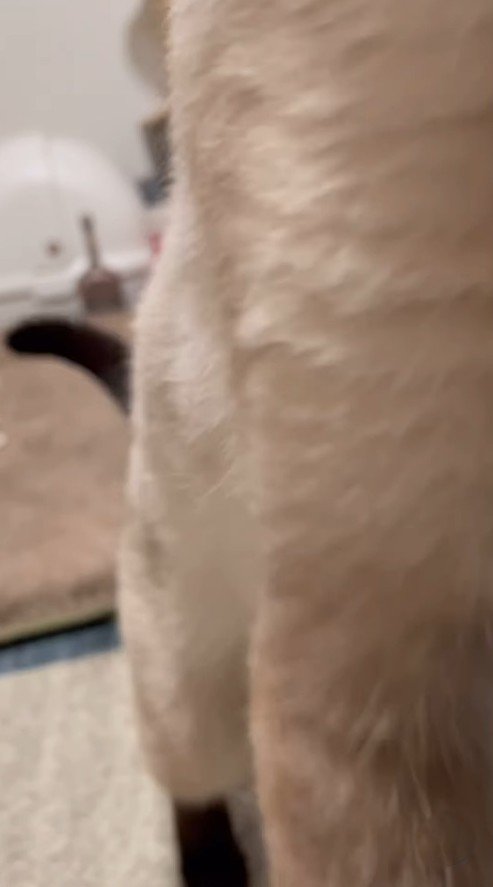 飼い主さんへ近づく猫