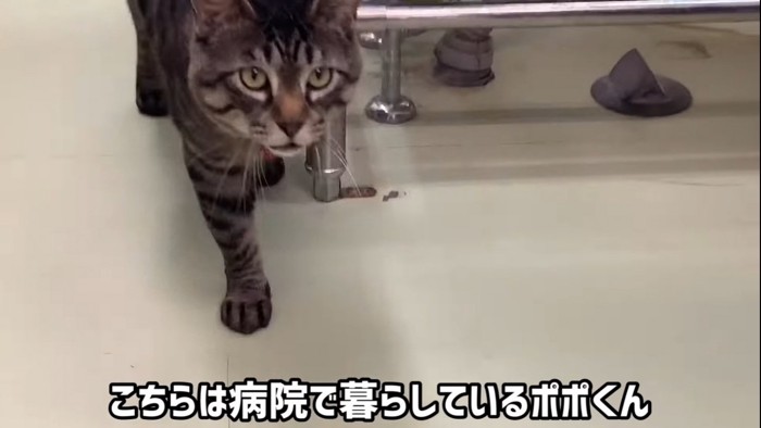 カメラを見て寄ってきた病院猫