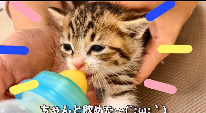 ミルクを飲む猫