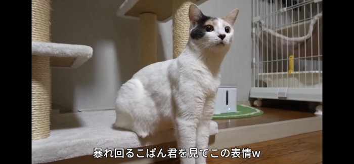 キョトン顔の猫