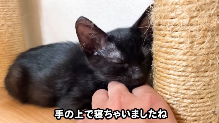 テロップ「手の上で～」