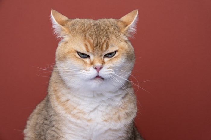 怒っている猫