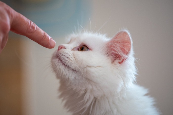 指先のにおいをかぐ猫