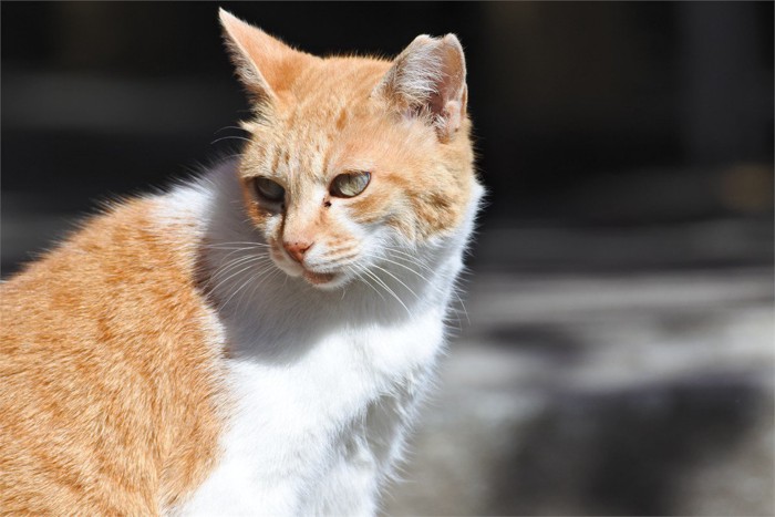 耳カットされた猫
