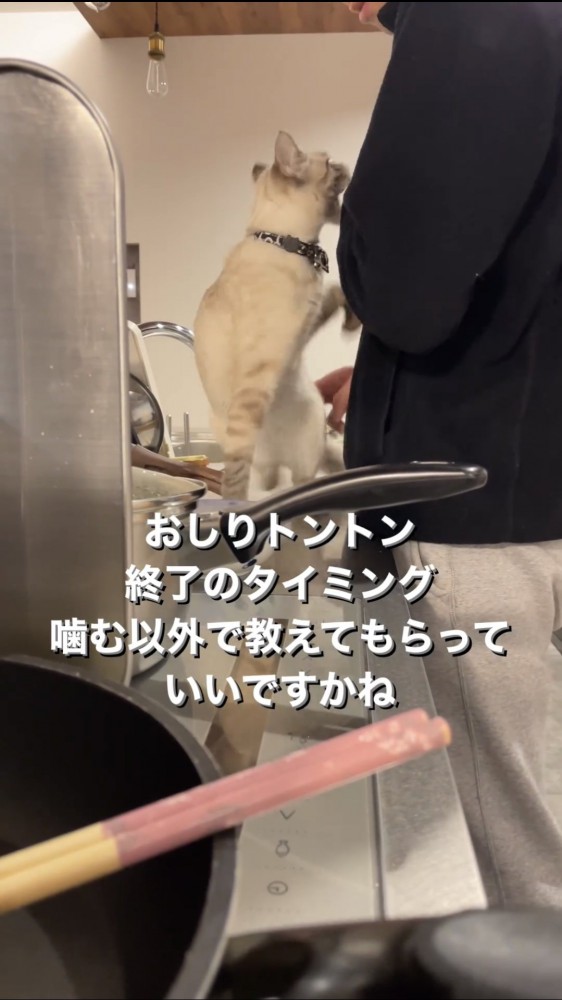 噛みつく猫