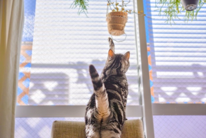 観葉植物に前足を伸ばす猫の後ろ姿