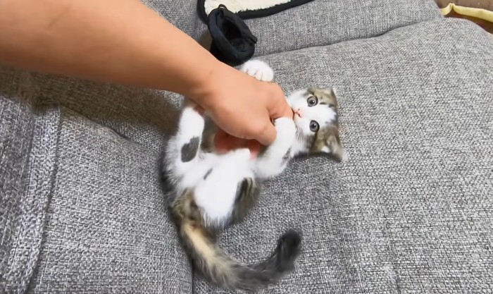 手にじゃれつく子猫