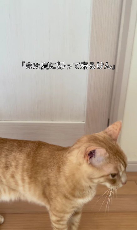 廊下を歩き回る猫