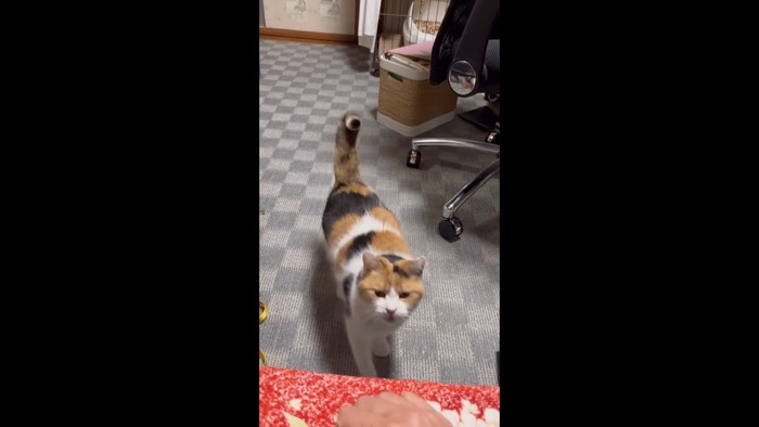 歩いてくる姿