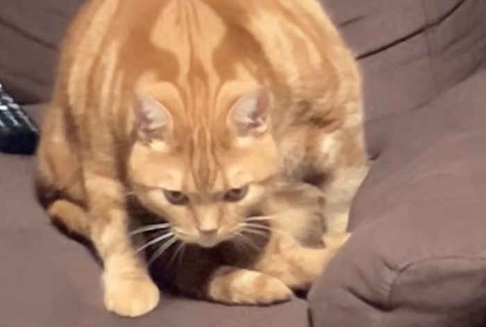 睨みつける猫のアップ