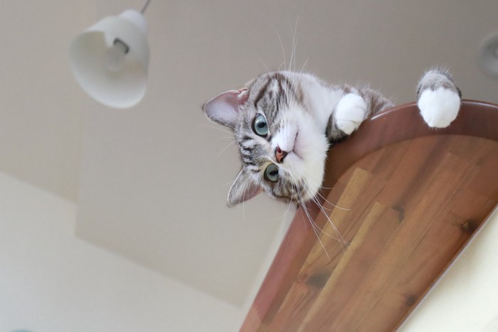上から見下ろす猫