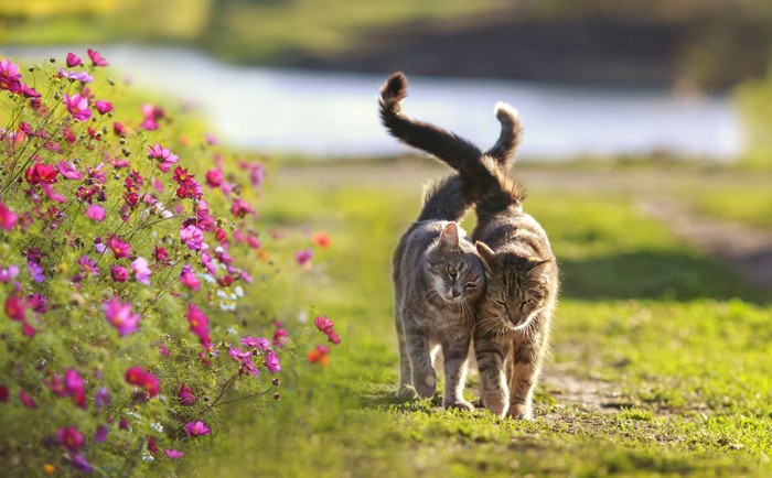 寄り添って歩く2匹の猫