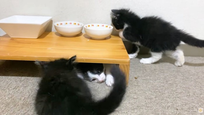 ごはん台に集う3匹の子猫