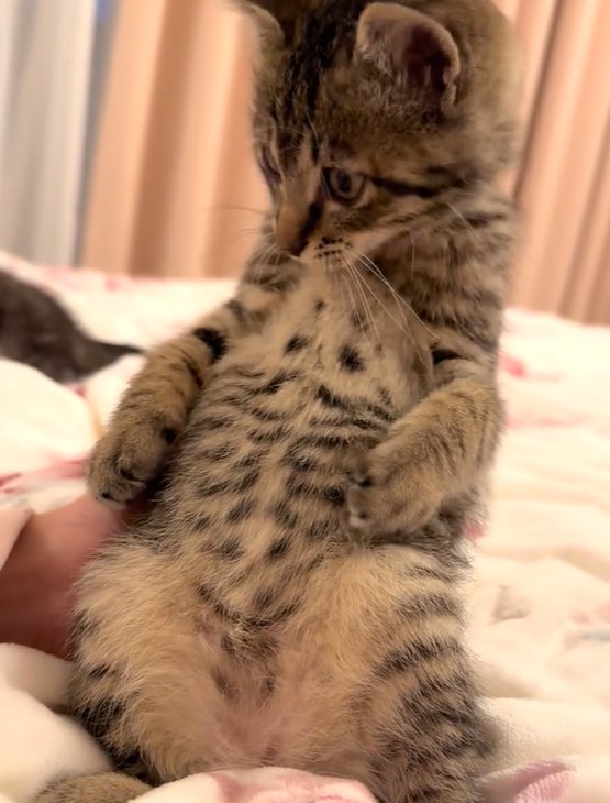 座って向かって左側を見る猫