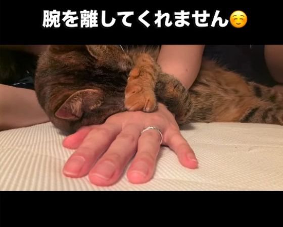 人の腕に顔をうずめる猫