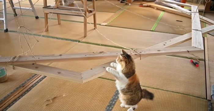 木枠に手をかける長毛猫