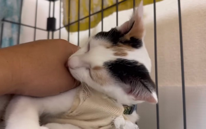舐める猫