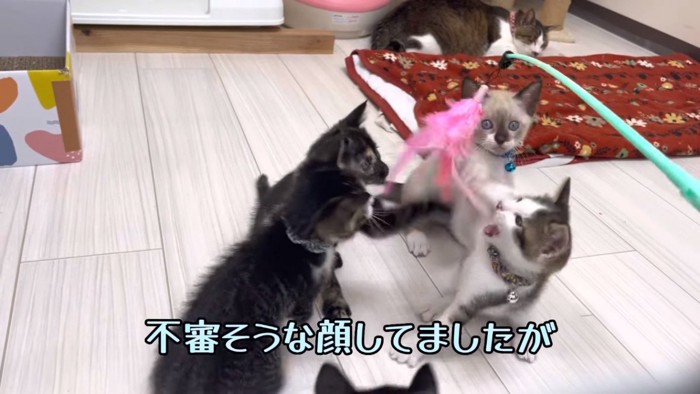 猫じゃらしで遊ぶ子猫