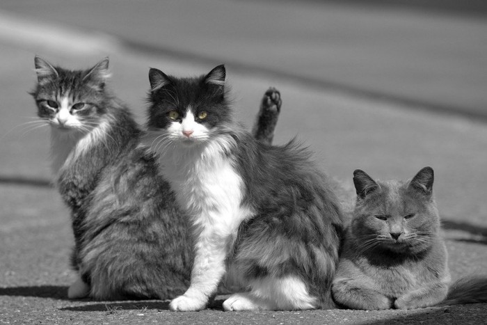 野良猫の集会