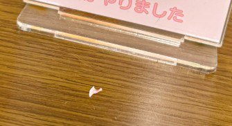 猫の乳歯