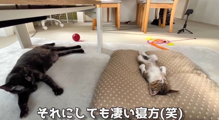 寝ている猫