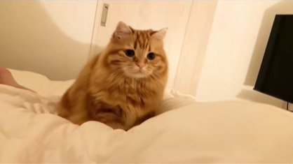 ベッドに乗る猫