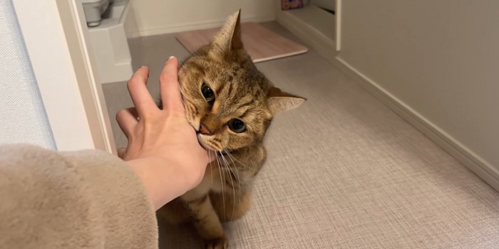 洗面所で飼い主の手を噛む猫