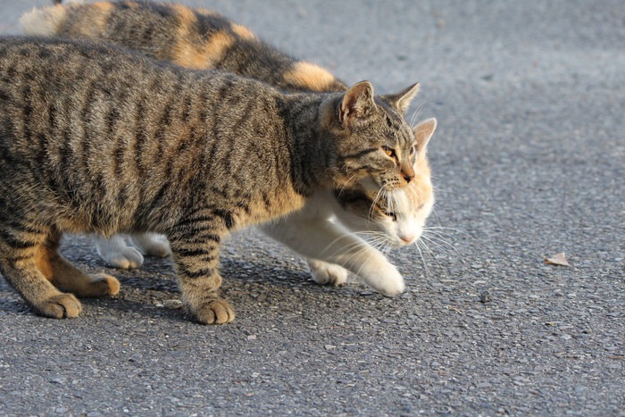 寄り添う猫