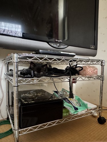 テレビラックに隠れている子猫