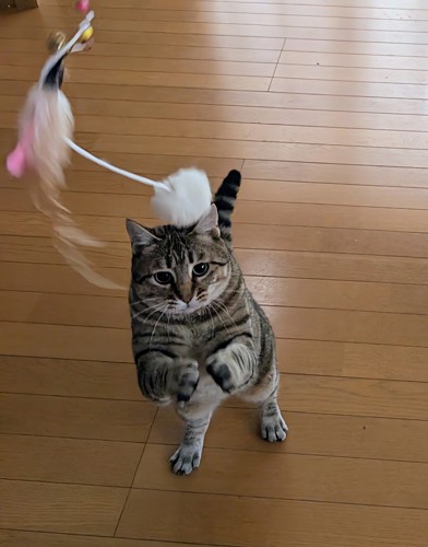 おもちゃで遊ぶ猫