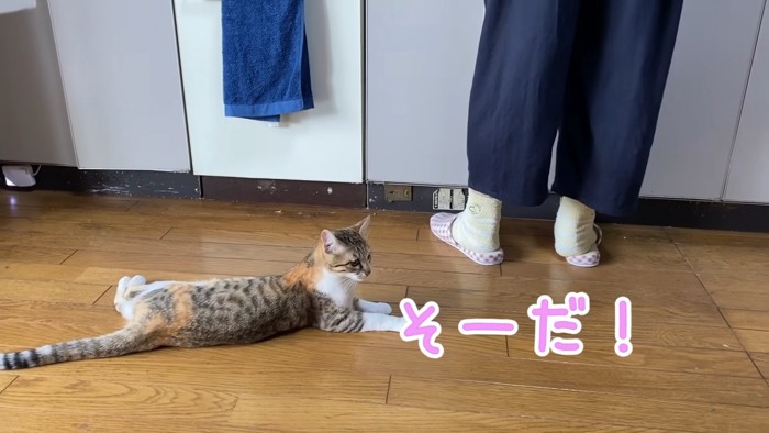 遠くを見ている猫