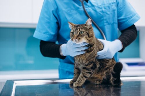 病院で診察を受ける猫