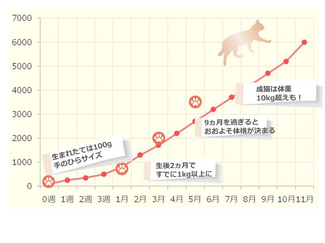 ノルウェージャンフォレストキャットの体重推移