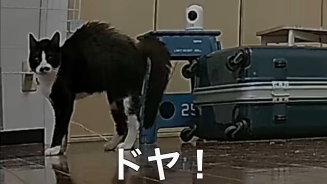 「ドヤ」の文字と猫