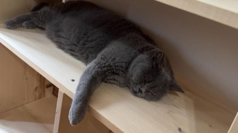 寝ている猫